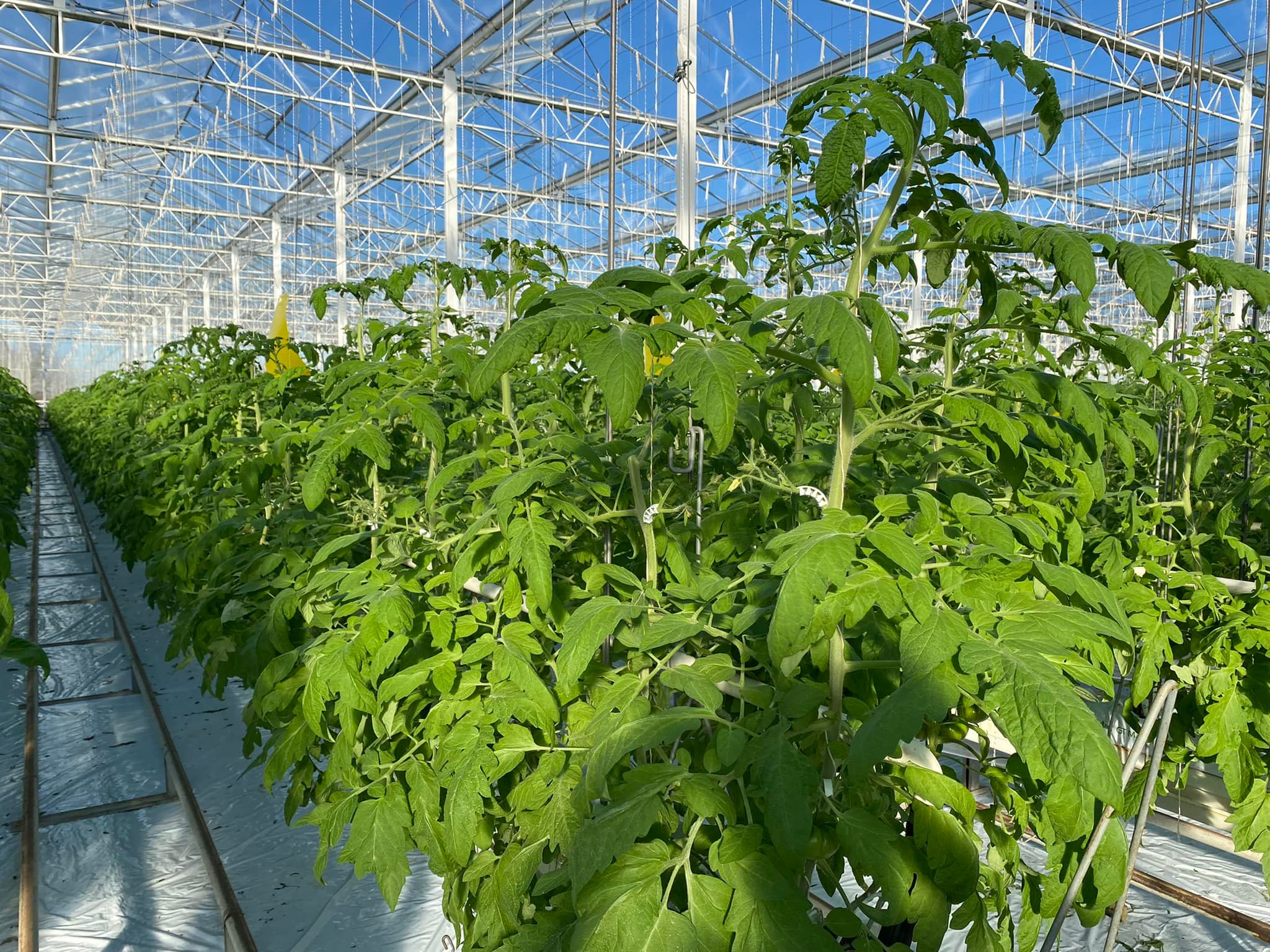 Jeune plant de tomate en pleine croissance