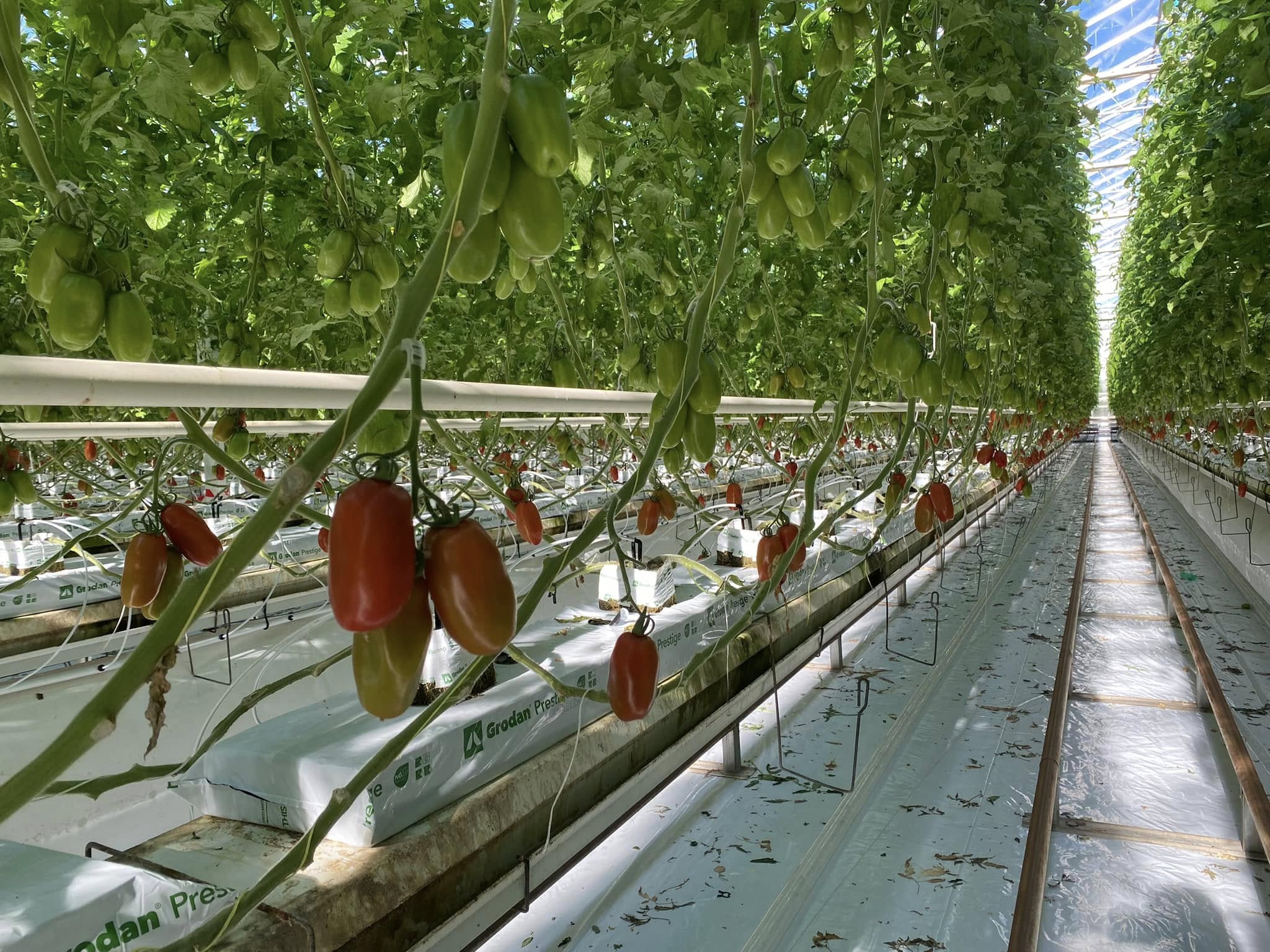 Tomates en grappe sur les rangs de la serre